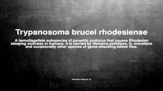 Medical vocabulary What does Trypanosoma brucei rhodesiense mean [upl. by Matrona]