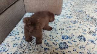 Bentley  mini chocolate labradoodle [upl. by Ramey]