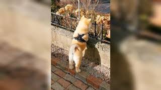 Walking in the park with Minie Chowski Chow chow Husky Mix [upl. by Ahsoyek610]