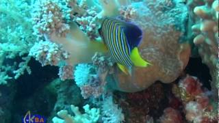 Рыбаангел королевская Royal angelfish Pygoplites diacanthus [upl. by Atteras]