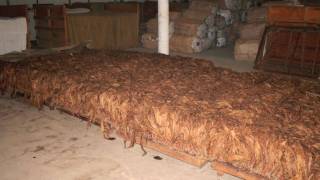 Cigar Tobacco Curing and Fermentation [upl. by Acinomaj]