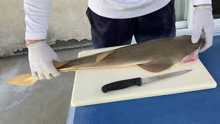 Fillet a Guitarfish how to fillet a Shovelnose Guitarfish or Shovelnose shark [upl. by Lanod]