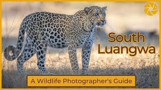 South Luangwa National Park  A wildlife photographers guide [upl. by Ialokin766]