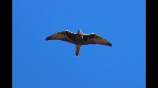 1106 Raroh velký Saker falcon Sakerfalke Sakervalk Faucon sacre Балобан Raróg zwyczajny [upl. by Eem981]