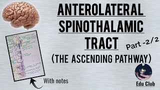 Anterolateral spinothalamic pathway The ascending pathway  Part  22 [upl. by Leziar]