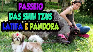 🔴 Como acostumar o filhote a andar de coleira Primeiro Passeio da minha Shih tzu Pandora [upl. by Doubler798]