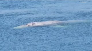 Gray whale spotted in Mission Bay [upl. by Tenenbaum]