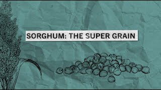 Sorghum The Super Grain  Sorghum in Schools [upl. by Nevet212]