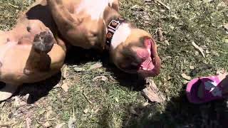 MOB Kennel Xocolatl And Rowdy At the Dog Park🐶🐾🐕🐂healthydogs pocketbullies americanbully [upl. by Yennej440]