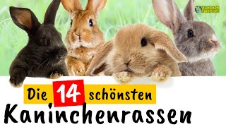 Die 14 schönsten Kaninchenrassen [upl. by Eldred]