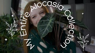 My Entire Alocasia Collection [upl. by Mac]