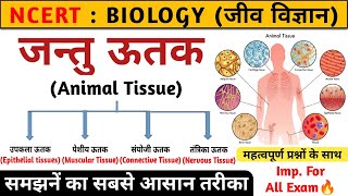 जन्तु ऊतक  Animal tissue in hindi  jantu utak  Biology  Study vines official [upl. by Hudson]