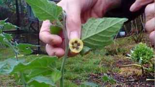 Growing Cape Gooseberries Physalis peruviana in England UK [upl. by Idarb]