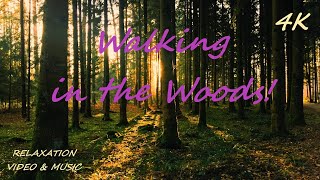 Walking in the Woods 4K UHD Relaxing Nature ASMR 8D Nature Sounds with Bird Singing [upl. by Alleris]