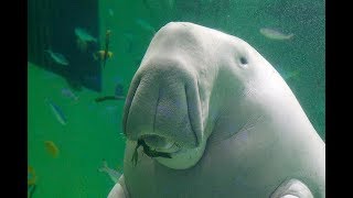 Facts The Dugong [upl. by Lemrac]