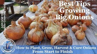 How to Grow Onions Harvest Onions amp Cure Onions from Start to Finish l Walla Walla Onions [upl. by Mena]