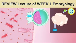 What kind of Discharge is a Sign Of Early Pregnancy by Dr Anita Kant [upl. by Janot217]