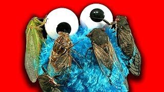 Cicada Show The Most Amazing Insect Loves Cookie Monster [upl. by Brennen]