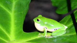 莫氏樹蛙鳴叫Moltrechts tree frog [upl. by Leamiba]