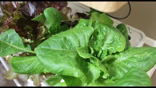 Growing Lettuce Indoors  Moistenland Hydroponic Garden [upl. by Eillen]