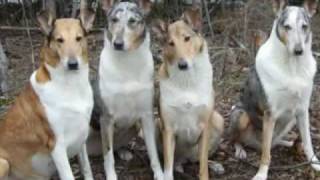 The Smooth Collie [upl. by Kostman]