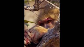 Leopard Traps Baboon in Tree  You Wont Believe What Happens Next 🐆 [upl. by Torrey]