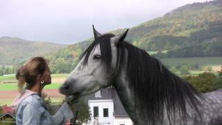 Wenn Pferde flüstern Lene Husch und ihre Pferde When Horses Whisper [upl. by Igenia]