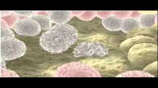 stem cell animationmp4flv [upl. by Dorca607]