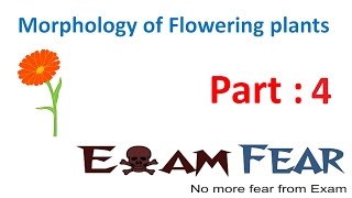 Biology Morphology of Flowering Plants part 4 Root parts CBSE class 11 XI [upl. by Hayidan]