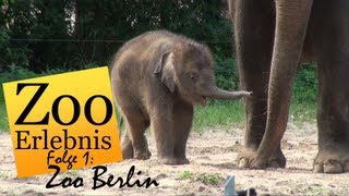 Zoo Berlin  Zoo Erlebnis 1 [upl. by Odlopoel]