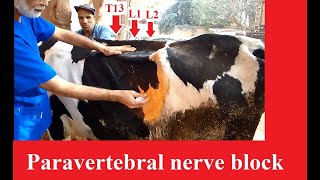 Technique of paravertebral nerve block in cattle [upl. by Rhine723]