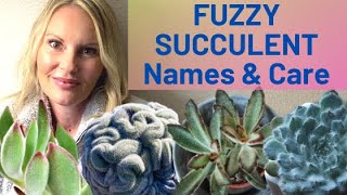 FUZZY soft Succulent types Care and name IDENTIFICATION with MOODY BLOOMS [upl. by Ithnan275]