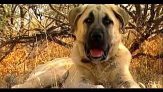 Turkish Dog Kangal protects African sheeps  Anatolian Guard Dog [upl. by Laehplar]