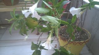 Mandevilla plant care Bengali [upl. by Adriene430]