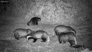 Group of badgers feeding and grooming  with sounds [upl. by Korff]