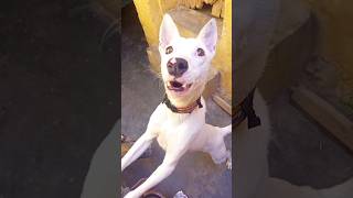 kohati gultair dog gultair dog gultair dog puppies viral short viral video [upl. by Yrogreg]