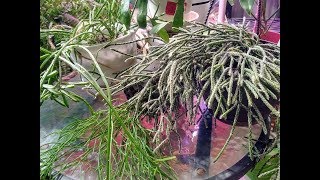 Rhipsalis Care amp Easy Propagation [upl. by Yarb]