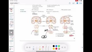 Dorsal column tract  Ascending tracts of spinal cord neurology 63  First Aid USMLE Step 1 [upl. by Winer144]