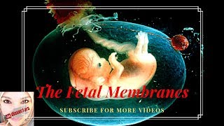 Medical Embryology  the fetal membranes [upl. by Ilysa487]