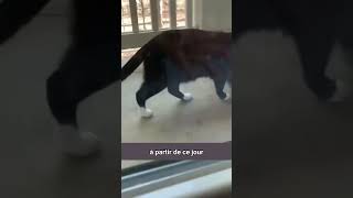 Le chat qui nourrit sa propriétaire épuisée shorts animaux chat [upl. by Noira307]