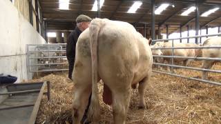 Cockerington Poll Charolais Cows Winter [upl. by Elvis]