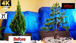 How to make bonsai 🌲 White spruce Picea glauca conica 🎄 From Christmas tree la bonsai [upl. by Ermin]