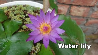 water lily  শাপলা ফুল [upl. by Yelsnit499]