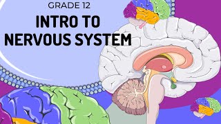 EASY TO UNDERSTAND  Introduction to Nervous System [upl. by Zora]