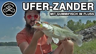 Auf ZANDER vom UFER Donau 🎣❤️ Spinnfischen im Fluss mit Gummifisch und Wobbler [upl. by Aili293]