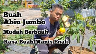 Rasa buah manis enak mudah berbuah tanaman abiu jumbo sawo australia [upl. by Bron573]