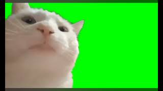 levan polka cat greenscreen [upl. by Bonnee]