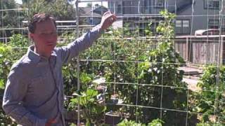 Growing Pumpkins Vertically up a Nylon String Trellis at Future Farms [upl. by Alyam687]