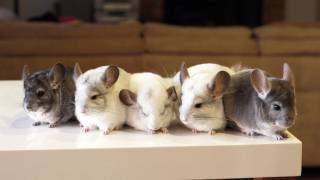 Chinchillas Line Up for Photo Shoot [upl. by Eusebio]