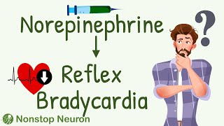 The Most Discussed Question in ANS Pharmacology How Does Norepinephrine Cause REFLEX Bradycardia [upl. by Nuahsar]